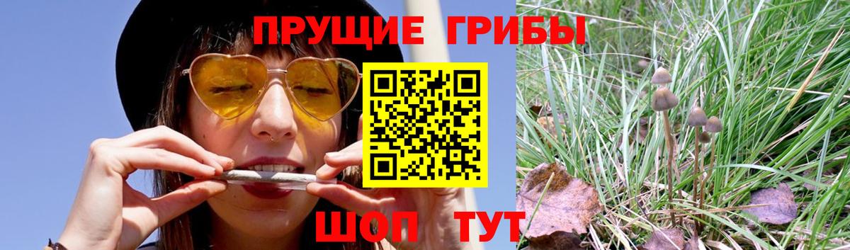 Галлюциногенные грибы Psilocybe Тверь